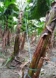 Banana Tree Protection Rope in Delhi